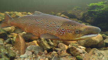 ORVIS UK SUPPORT FOR MISSING SALMON ALLIANCE