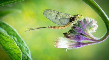 ORVIS VIRTUAL MAYFLY FESTIVAL 2020