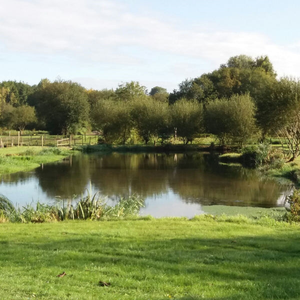 lake and greenery on a sunny day