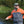 Load image into Gallery viewer, man fly fishing