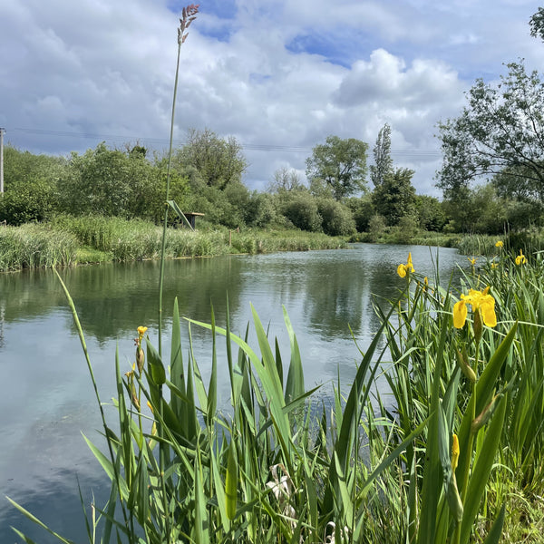 Lagoon surrounded by greenery with yellow flowers on a cloudy day