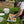 Load image into Gallery viewer, man with fishing net