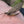 Load image into Gallery viewer, mayfly