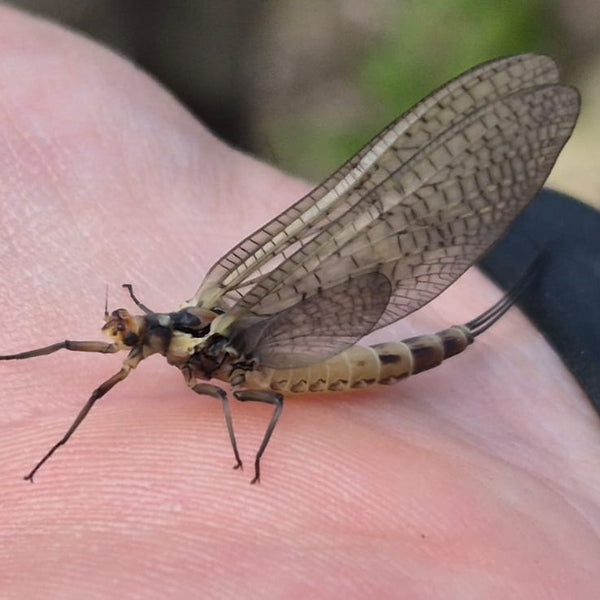 mayfly