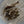 Load image into Gallery viewer, closeup of bugs