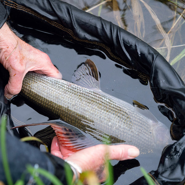 The Catch Series: Chalk Stream Grayling Experience - Hampshire
