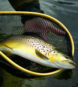 Wild trout caught at Abbots Worthy on the Itchen