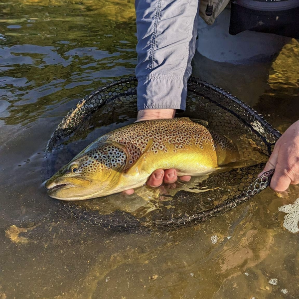 The Catch Series: River Techniques for Wild Brown Trout, Upper River Annan