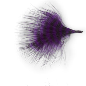 Barred Marrabou purple