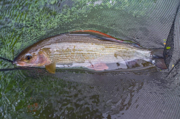 The Catch Series: Chalk Stream Grayling Experience