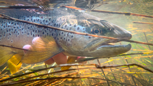 An interview with Orvis Endorsed Guide: Stewart Collingswood