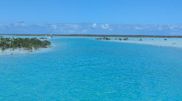 Bonanza of Fish in the Bahamas