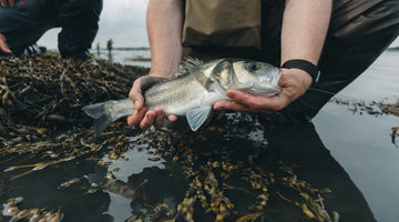 Bass Galore on the South Coast