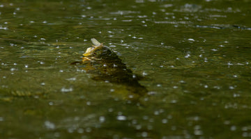 Mayfly Magic: Favourite Flies