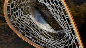 In Conversation with The Grayling Society