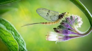 ORVIS VIRTUAL MAYFLY FESTIVAL 2020