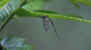 Such stuff as dreams are made on