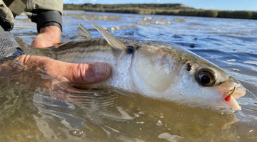 Want more mullet on the fly? Think 'Lazy'!