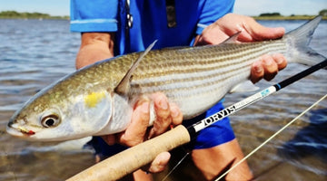 Mullet Identification