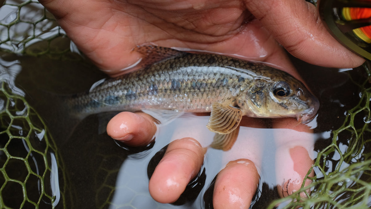 Winter Streams – Orvis UK