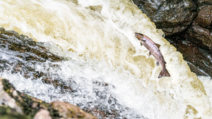 Fighting for Free Flowing Rivers: Wild Salmon Day
