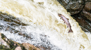Fighting for Free Flowing Rivers: Wild Salmon Day