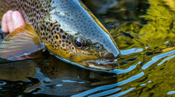 Ripples of investment: How your licence fee makes a difference