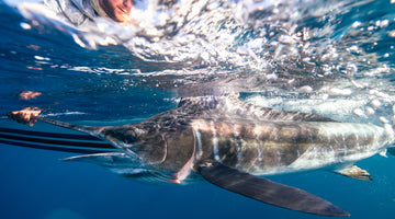 F3T Behind The Lens: Marlin Fly Project