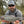Load image into Gallery viewer, fly fisher showing fish to the camera
