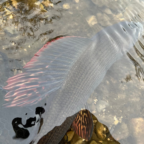 fish on its side under water
