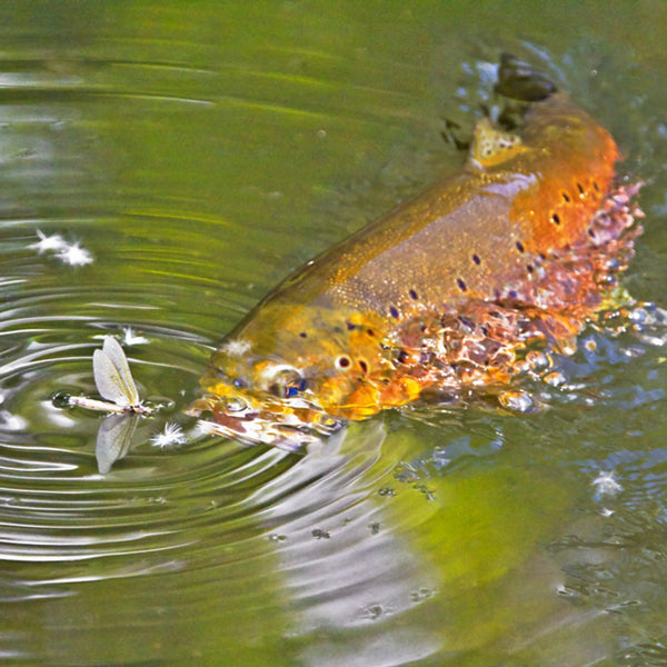 trout cathching fly