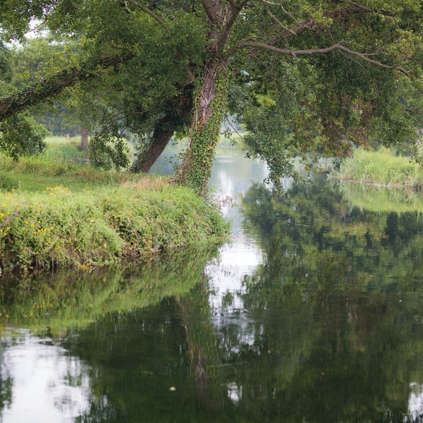 The Catch Series: Chalkstream Mayfly Experience - River Test - Hampshire