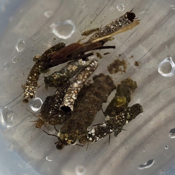 closeup of bugs