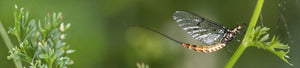 fly landing on green plant