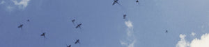 bugs flying towards blue skies