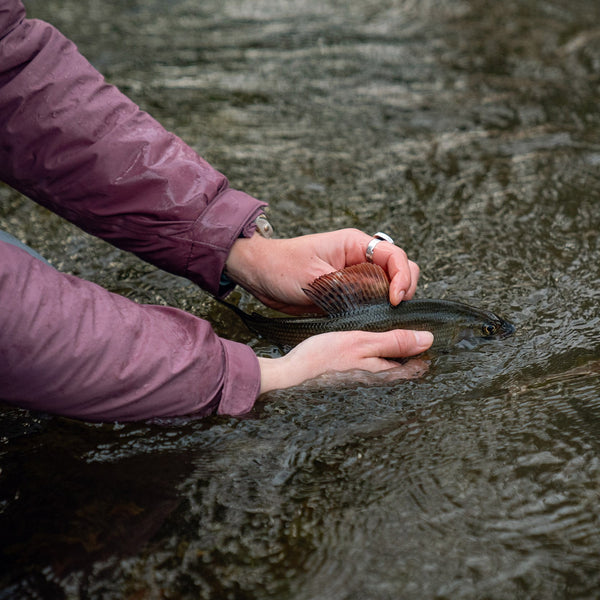 The Catch Series: Chalk Stream Grayling Experience - Hampshire