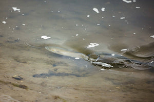 fish under the water being caught by fishing net