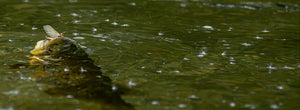 Trout taking a mayfly - Credit_to_Don_Stazicker