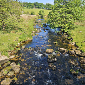 small river on a sunny day