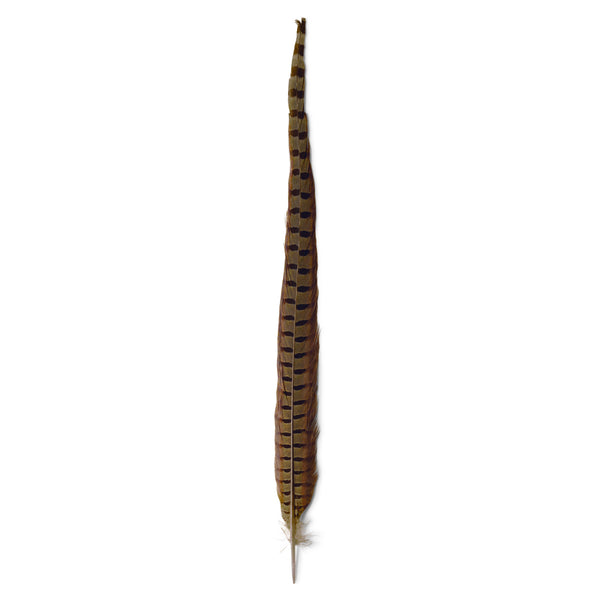 Product Summary: Ringneck Pheasant Complete Tail - olive Product Summary: Ringneck Pheasant Complete Tail - olive