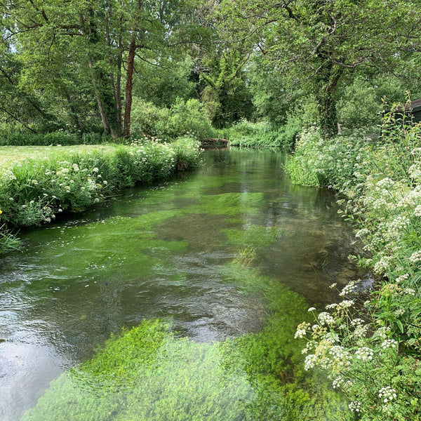 The Catch Series: Chalkstream Trout Experience - Hampshire