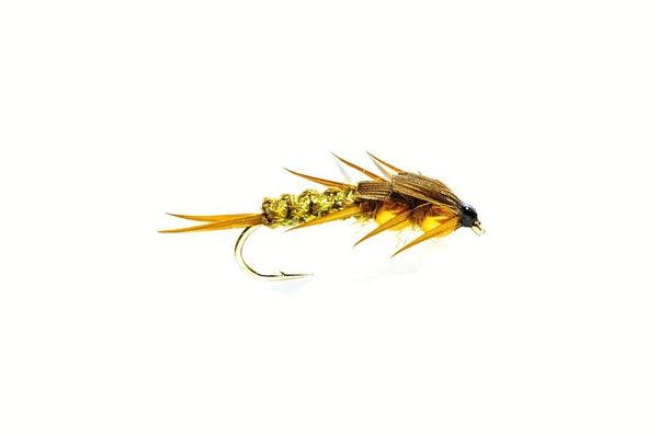 Creeper Olive (Gold Nugget)