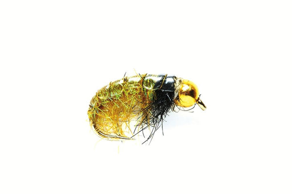 Glister Shrimp