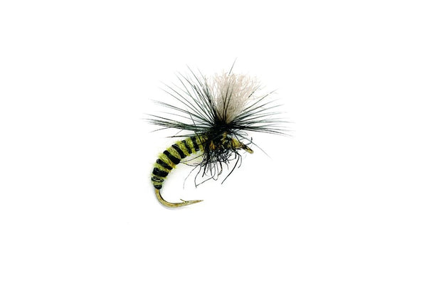 Grannom Pupa Para